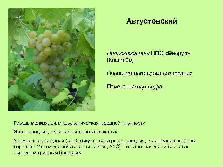 Августовский Происхождение: НПО «Виерул» (Кишинев) Очень раннего срока созревания Пристенная культура Гроздь мелкая, цилиндроконическая,