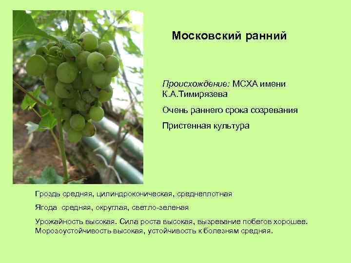 Московский ранний Происхождение: МСХА имени К. А. Тимирязева Очень раннего срока созревания Пристенная культура