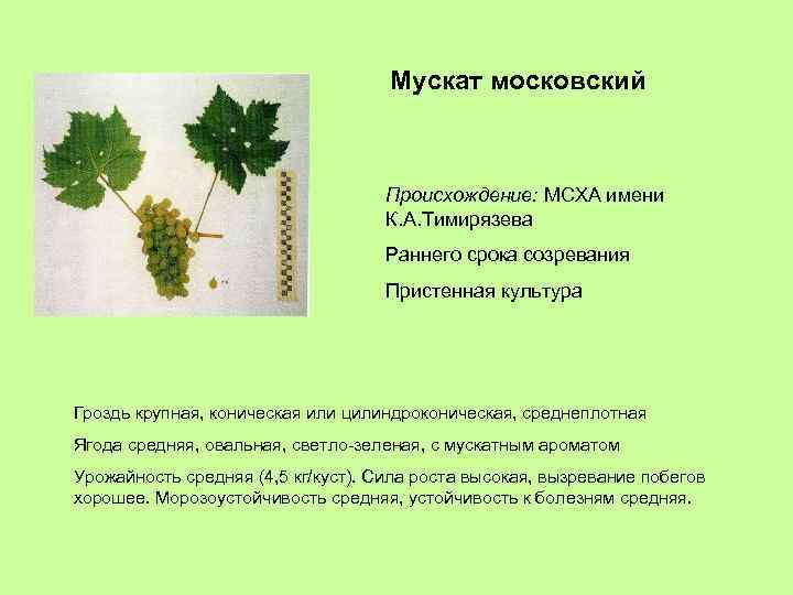 Мускат московский Происхождение: МСХА имени К. А. Тимирязева Раннего срока созревания Пристенная культура Гроздь