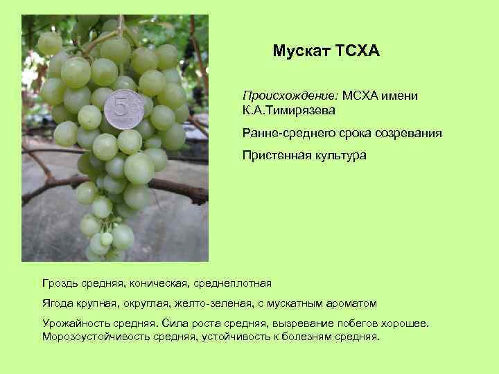Мускат ТСХА Происхождение: МСХА имени К. А. Тимирязева Ранне-среднего срока созревания Пристенная культура Гроздь