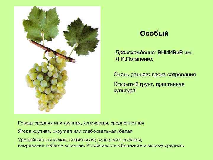 Особый Происхождение: ВНИИВи. В им. Я. И. Потапенко, Очень раннего срока созревания Открытый грунт,