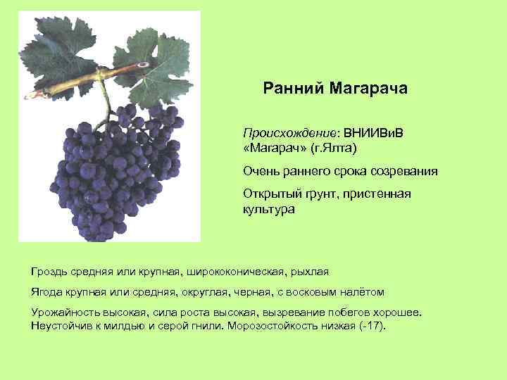 Ранний Магарача Происхождение: ВНИИВи. В «Магарач» (г. Ялта) Очень раннего срока созревания Открытый грунт,