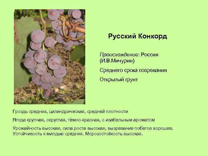 Русский Конкорд Происхождение: Россия (И. В. Мичурин) Среднего срока созревания Открытый грунт Гроздь средняя,