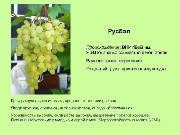 Русбол Происхождение: ВНИИВи. В им. Я. И. Потапенко совместно с Болгарией Раннего срока созревания