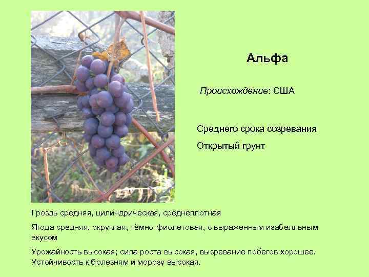 Альфа Происхождение: США Среднего срока созревания Открытый грунт Гроздь средняя, цилиндрическая, среднеплотная Ягода средняя,