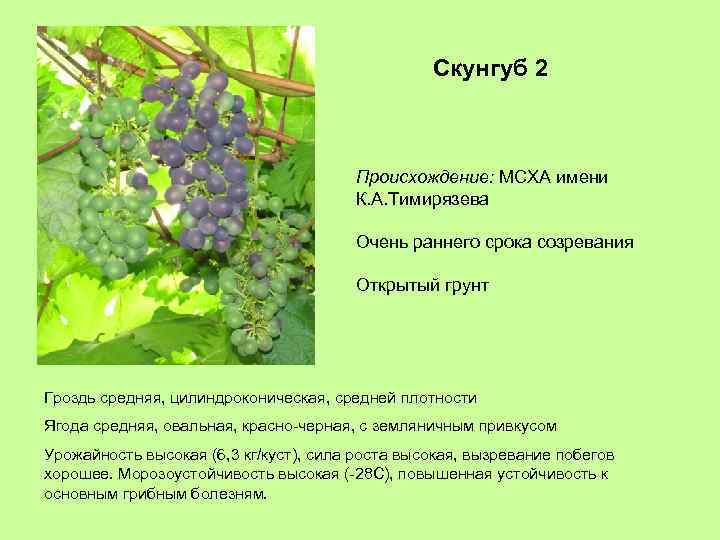 Скунгуб 2 Происхождение: МСХА имени К. А. Тимирязева Очень раннего срока созревания Открытый грунт
