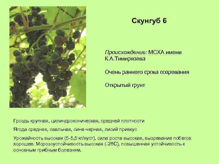Скунгуб 6 Происхождение: МСХА имени К. А. Тимирязева Очень раннего срока созревания Открытый грунт