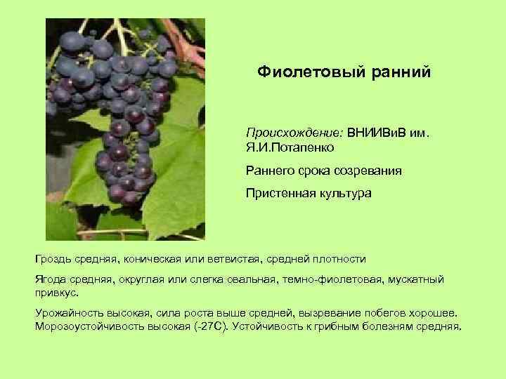 Фиолетовый ранний Происхождение: ВНИИВи. В им. Я. И. Потапенко Раннего срока созревания Пристенная культура