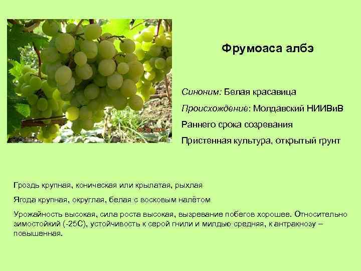 Фрумоаса албэ Синоним: Белая красавица Происхождение: Молдавский НИИВи. В Раннего срока созревания Пристенная культура,