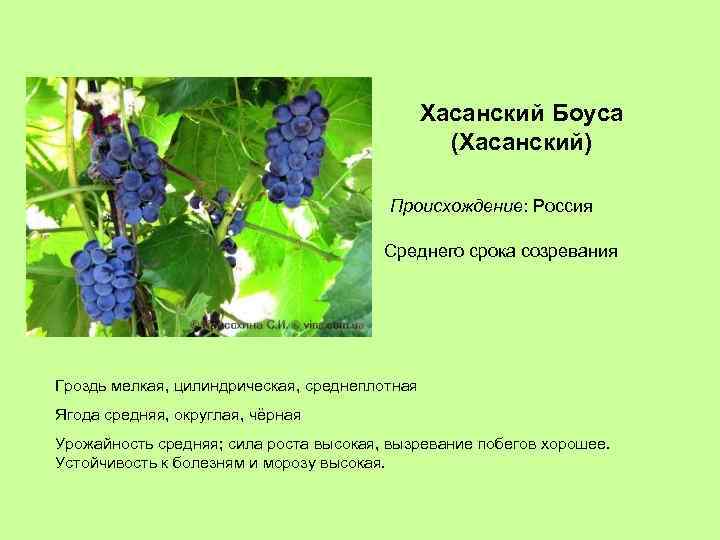 Хасанский Боуса (Хасанский) Происхождение: Россия Среднего срока созревания Гроздь мелкая, цилиндрическая, среднеплотная Ягода средняя,