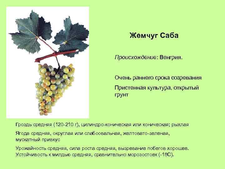 Жемчуг Саба Происхождение: Венгрия. Очень раннего срока созревания Пристенная культура, открытый грунт Гроздь средняя