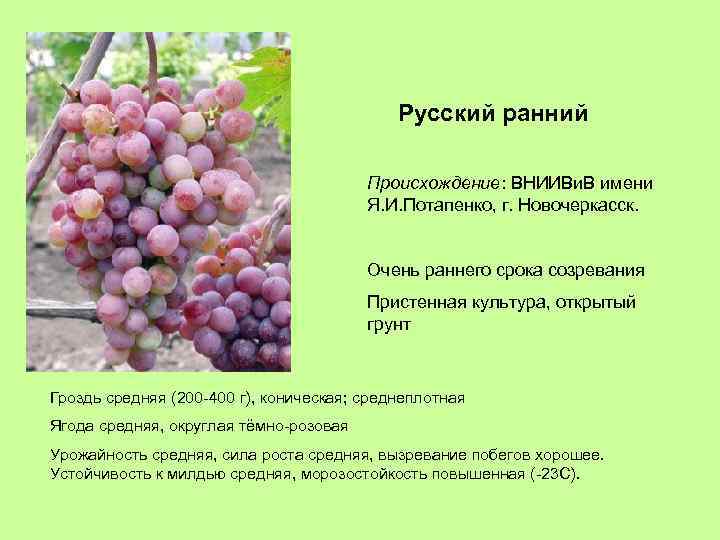Русский ранний Происхождение: ВНИИВи. В имени Я. И. Потапенко, г. Новочеркасск. Очень раннего срока