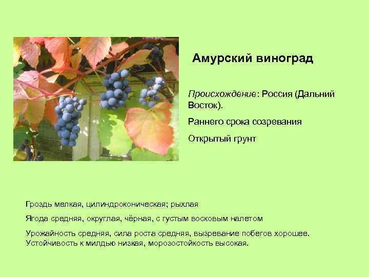Амурский виноград Происхождение: Россия (Дальний Восток). Раннего срока созревания Открытый грунт Гроздь мелкая, цилиндроконическая;