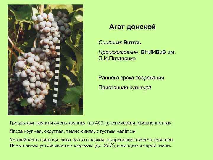 Агат донской Синоним: Витязь Происхождение: ВНИИВи. В им. Я. И. Потапенко Раннего срока созревания