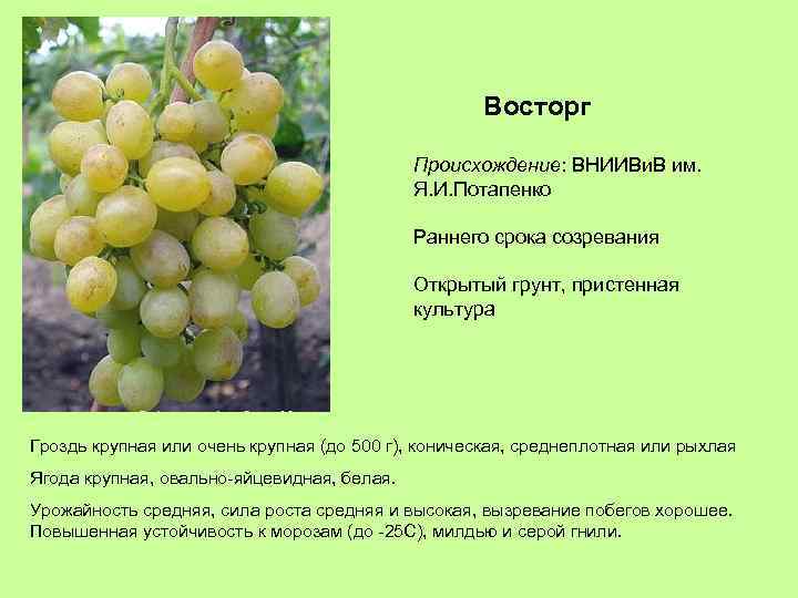 Восторг Происхождение: ВНИИВи. В им. Я. И. Потапенко Раннего срока созревания Открытый грунт, пристенная