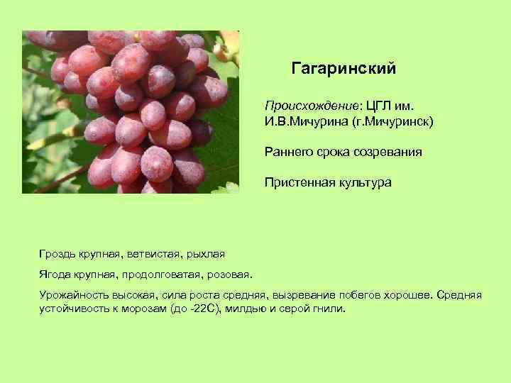Гагаринский Происхождение: ЦГЛ им. И. В. Мичурина (г. Мичуринск) Раннего срока созревания Пристенная культура