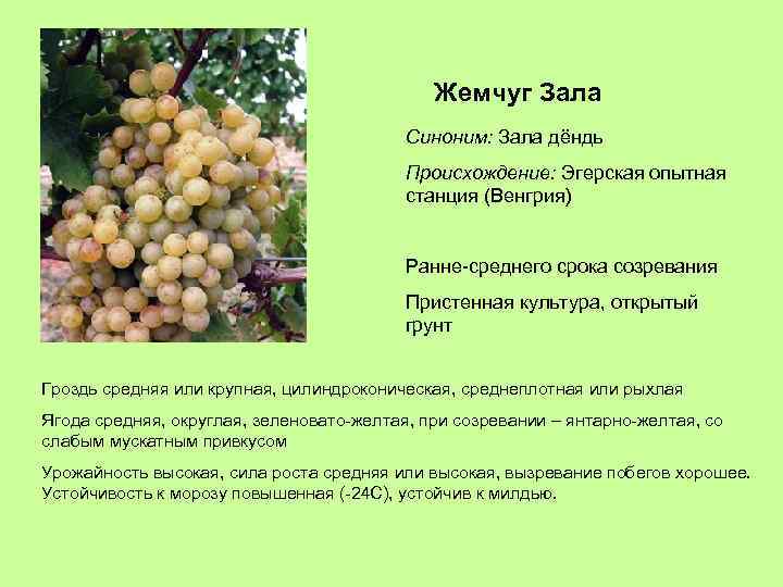Жемчуг Зала Синоним: Зала дёндь Происхождение: Эгерская опытная станция (Венгрия) Ранне-среднего срока созревания Пристенная
