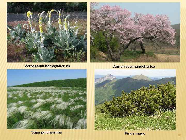 Verbascum bombyciferum Armeniaca mandshurica Stipa pulcherrima Pinus mugo 10 