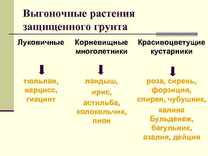 Выгоночные растения защищенного грунта Луковичные Корневищные многолетники Красивоцветущие кустарники тюльпан, нарцисс, гиацинт ландыш, ирис,