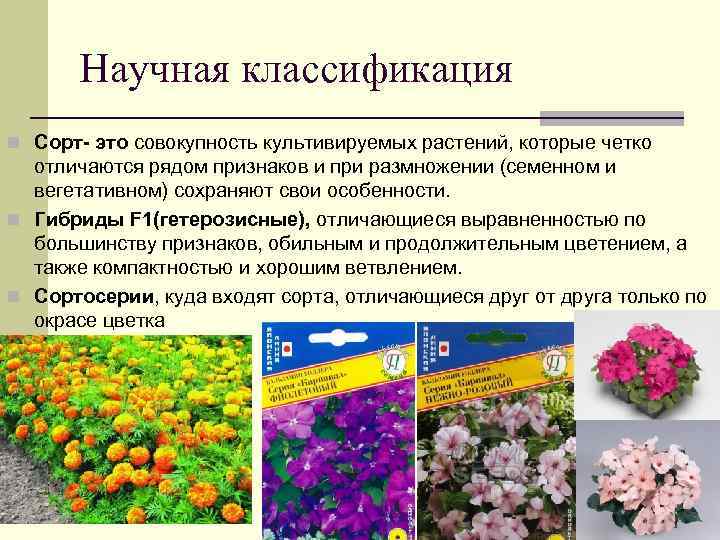 Научная классификация n Сорт- это совокупность культивируемых растений, которые четко отличаются рядом признаков и