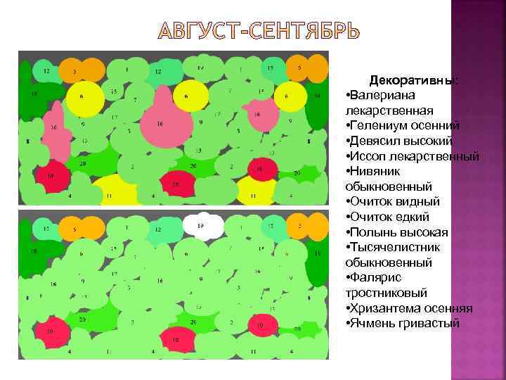 Декоративны: • Валериана лекарственная • Гелениум осенний • Девясил высокий • Иссоп лекарственный •