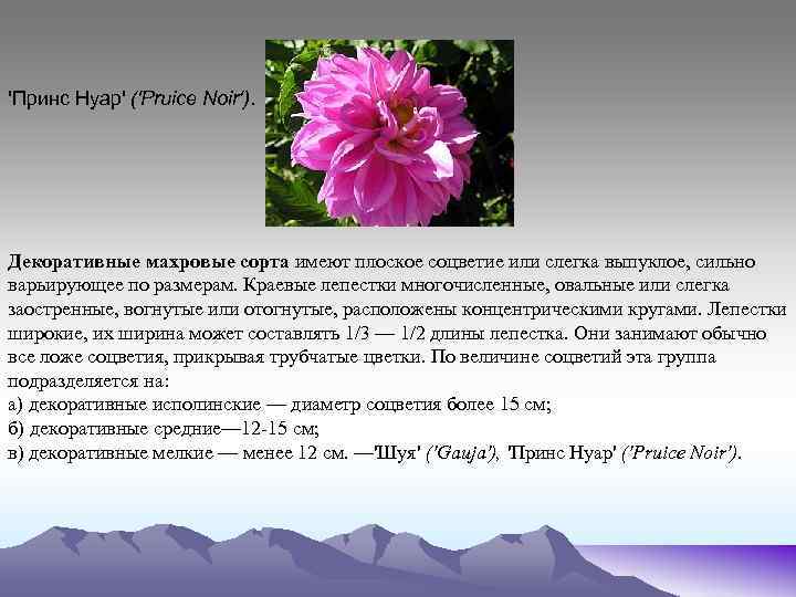 'Принс Нуар' ('Pruiсe Noir'). Декоративные махровые сорта имеют плоское соцветие или слегка выпуклое, сильно