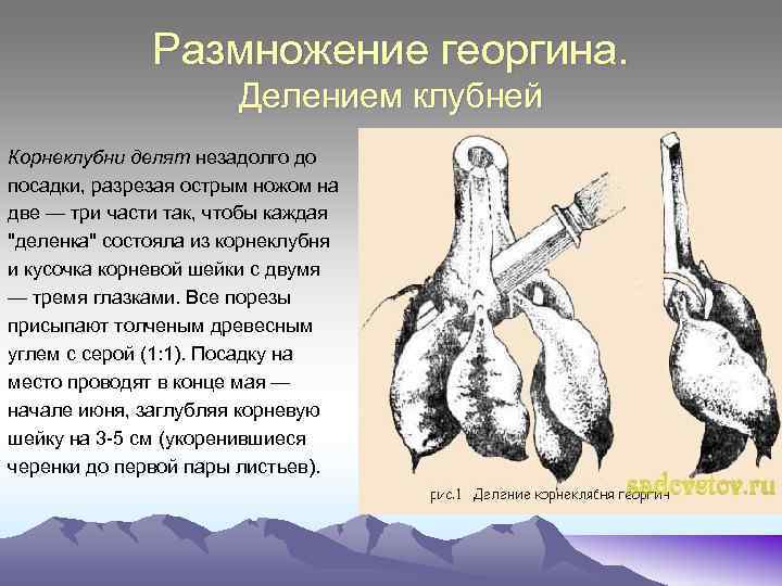 Размножение георгина. Делением клубней Корнеклубни делят незадолго до посадки, разрезая острым ножом на две