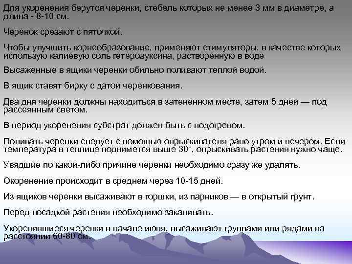 Для укоренения берутся черенки, стебель которых не менее 3 мм в диаметре, а длина