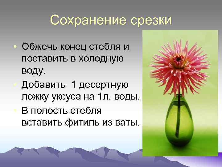 Сохранение срезки • Обжечь конец стебля и поставить в холодную воду. • Добавить 1