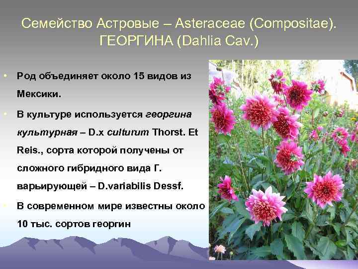 Семейство Астровые – Asteraceae (Compositae). ГЕОРГИНА (Dahlia Cav. ) • Род объединяет около 15