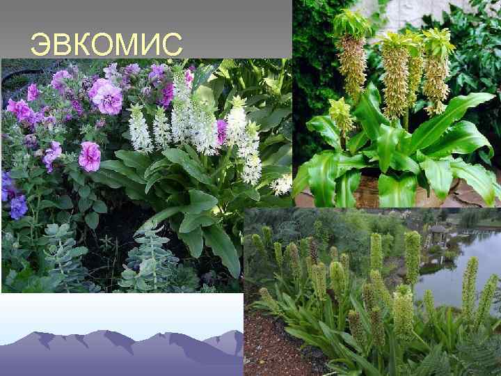Цветок эвкомис фото и описание