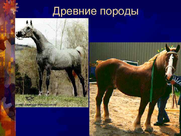 Древние породы 