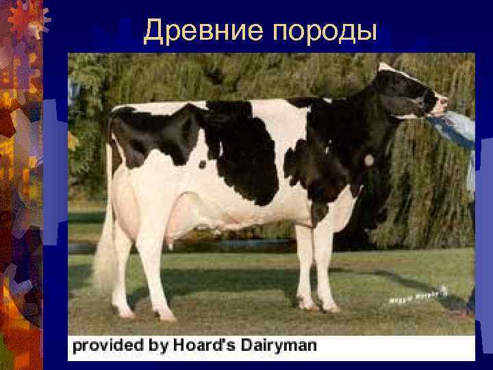 Древние породы 