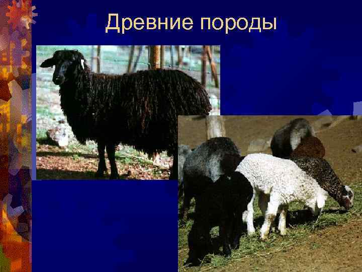 Древние породы 