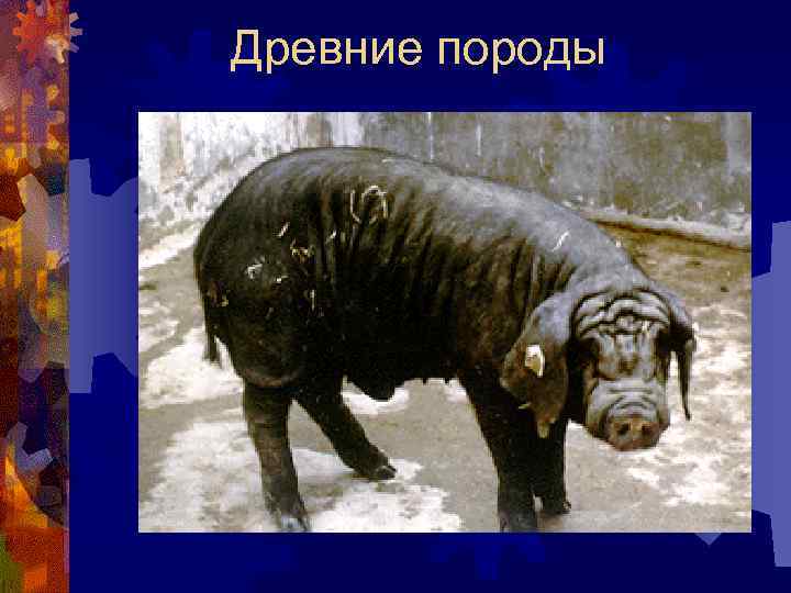 Древние породы 
