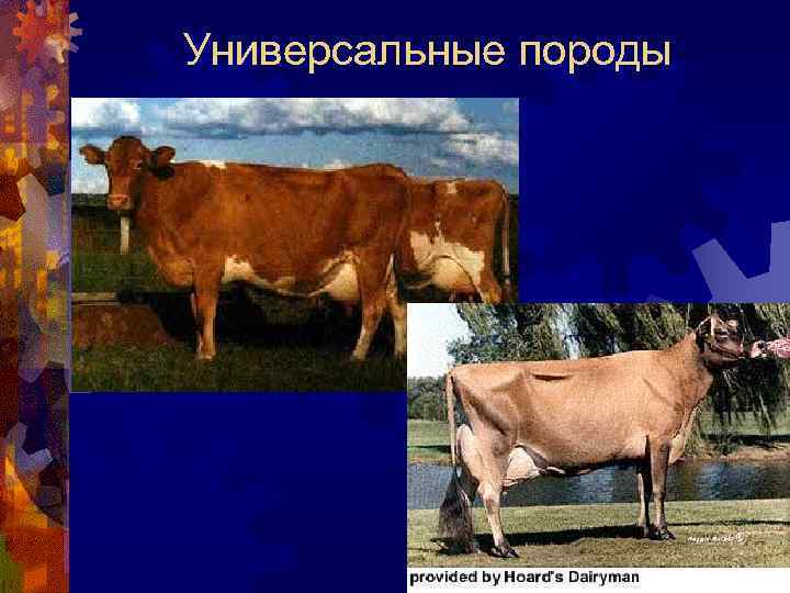 Универсальные породы 