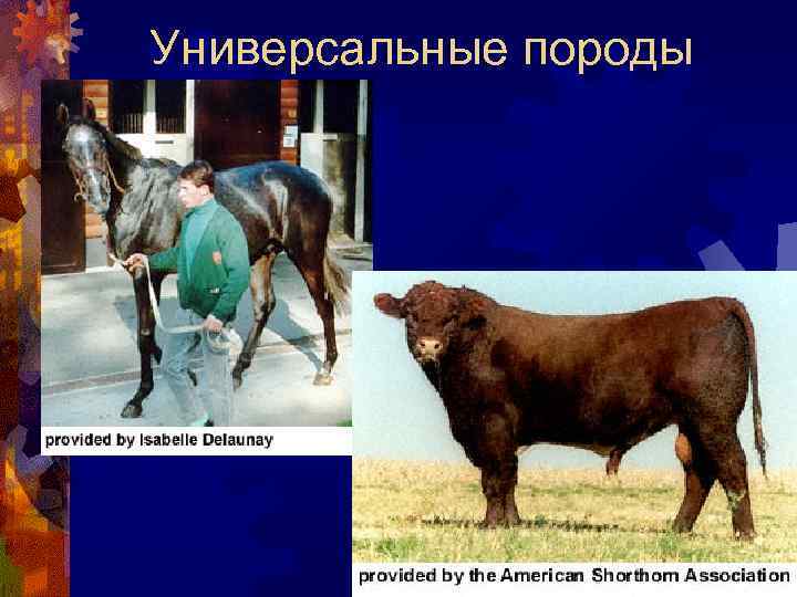 Универсальные породы 