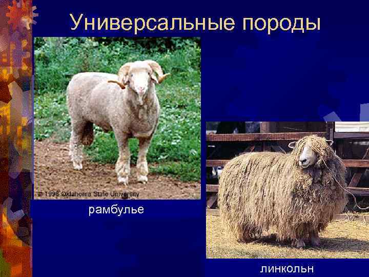 Универсальные породы рамбулье линкольн 