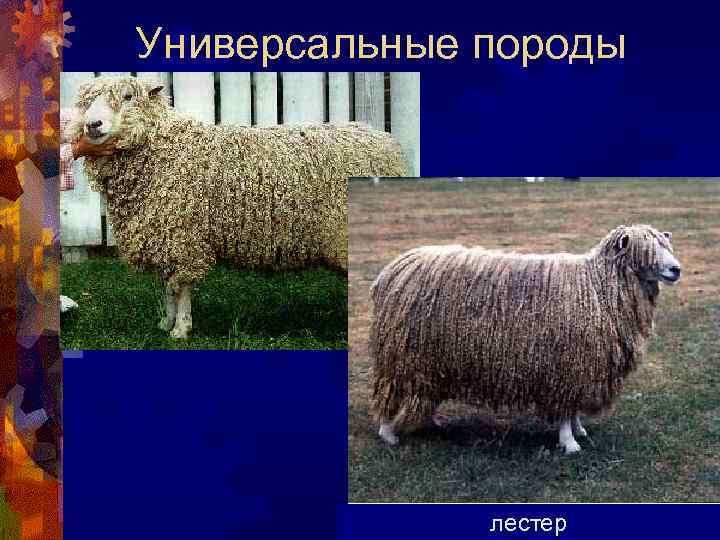 Универсальные породы лестер 