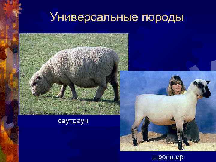 Универсальные породы саутдаун шропшир 