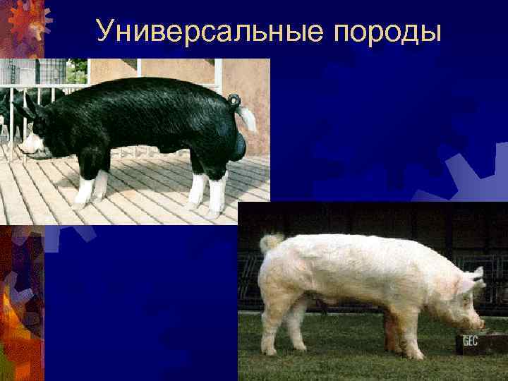 Универсальные породы 