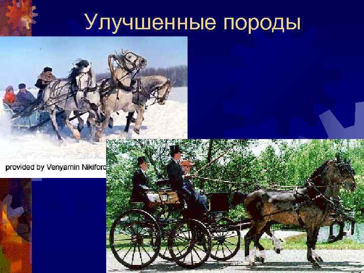 Улучшенные породы 