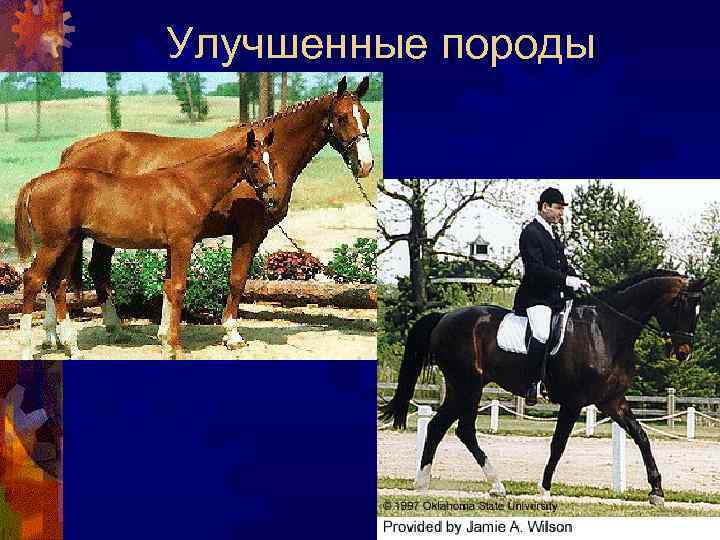 Улучшенные породы 