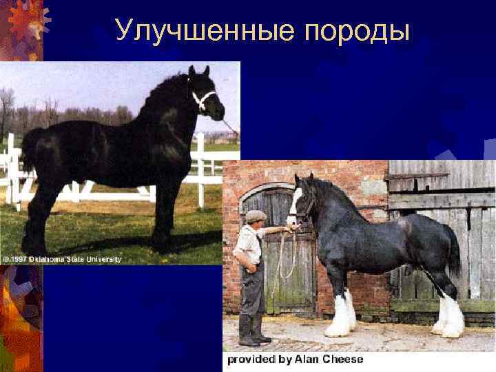 Улучшенные породы 