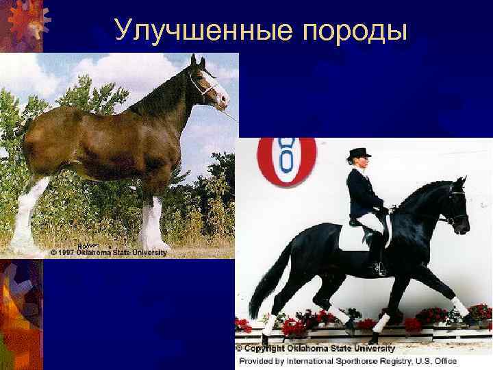 Улучшенные породы 