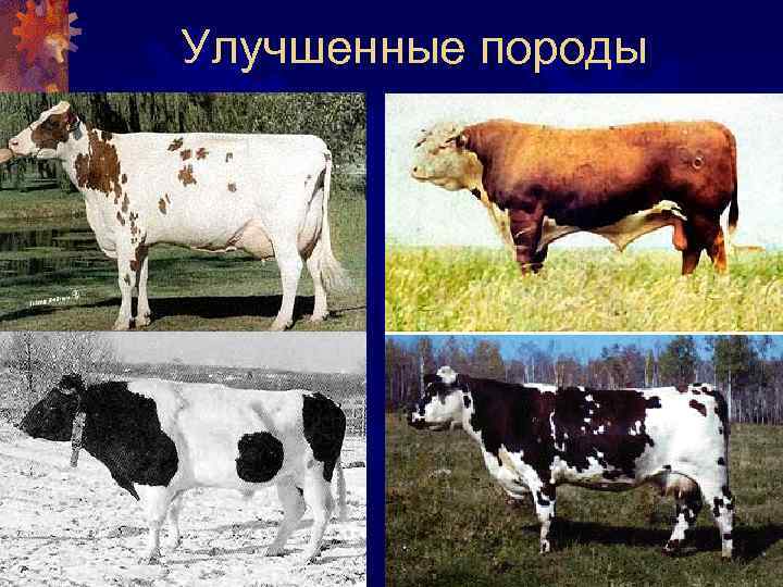 Улучшенные породы 