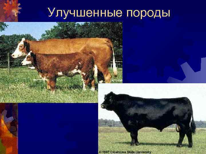 Улучшенные породы 