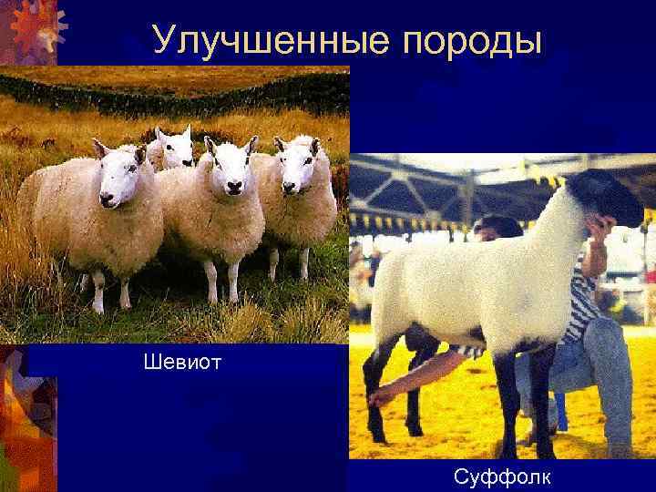 Улучшенные породы Шевиот Суффолк 