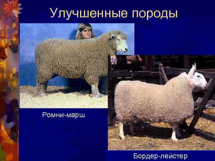 Улучшенные породы Ромни-марш Бордер-лейстер 