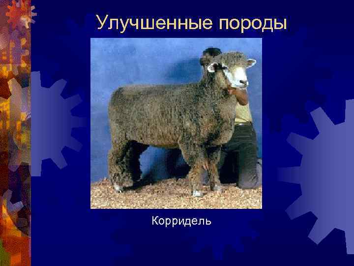 Улучшенные породы Корридель 